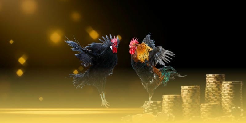 Gem88 cockfighting – Thomo Arena live in crystal-clear detail